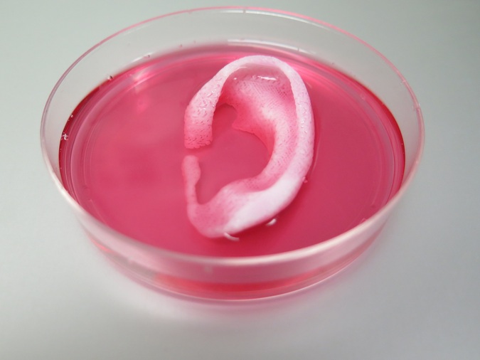 Künstliches Ohr aus dem Bioprinter