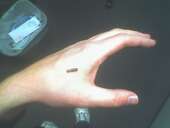 RFID-Chip kurz vor der Implantation