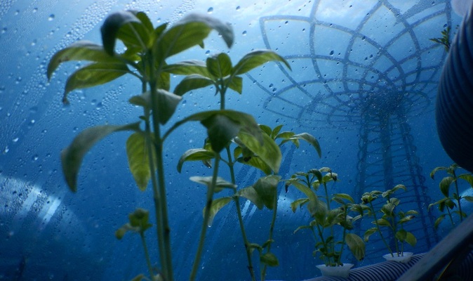 Unterwasser-Landwirtschaft