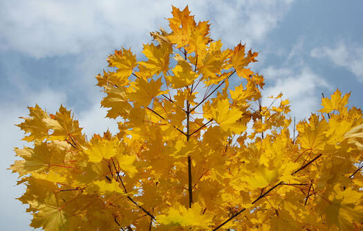Ein Ahornbaum im Herbst mit gelben Blättern