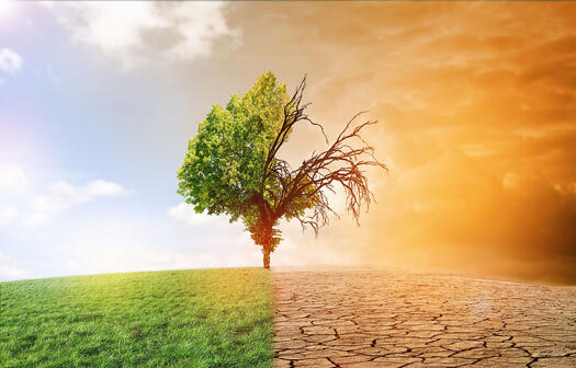 Symbolbild Klimawandel: Ein Laubbaum, dessen linke Hälfte in einer grünen Wiese steht; die rechte Seite des Baums ist verdorrt, die Erde ausgetrocknet
